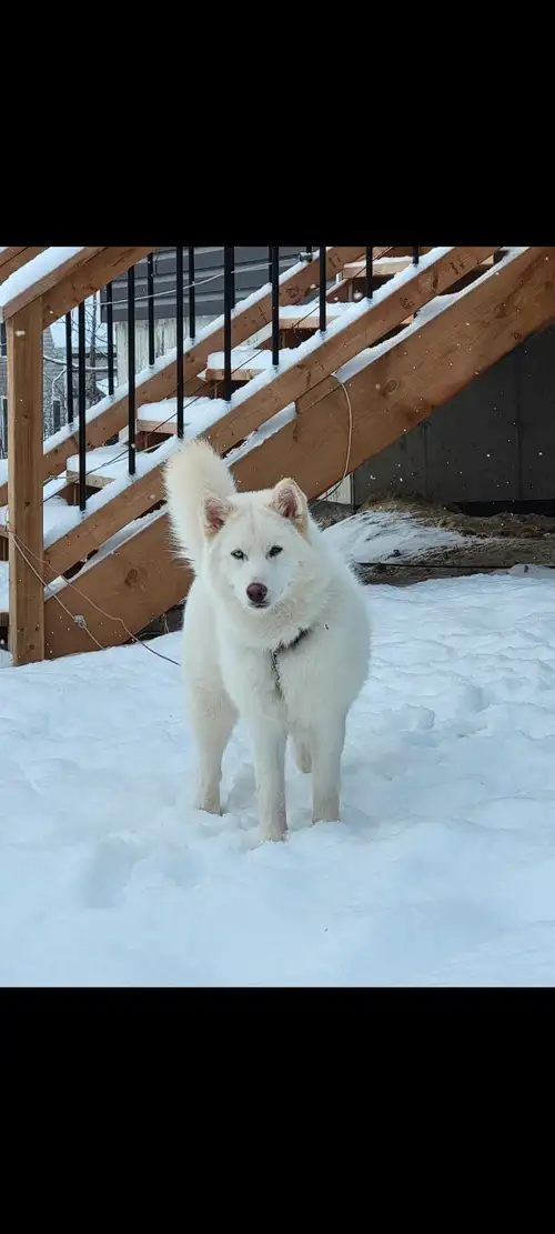 Blue eyed, white Pomski, Half pomerian Half Husky. 25 LBS going on 2 years old, very healthy, all sh...