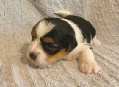 Biewer Yorkshire terrier puppies available, View more