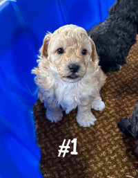 Adorable Bichon/Yorkie Puppies For Sale