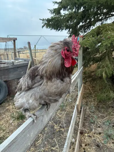 BYM/Silkie-Frizzle Roosters , View more