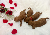 New Toy Poodle Puppies Ready For New Home