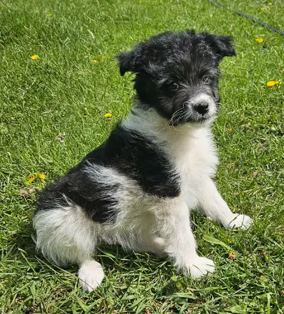 Miniature Eskimo × poodle non shedding cuddly live teddy bears will mature to between 12-15lb and st...