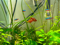 Tropical fish: Cardinal Tetra and Red Cherry Barb