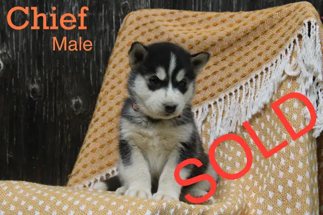 Siberian Husky Puppies! in Dogs & Puppies for Rehoming in Thunder Bay - Image 11
