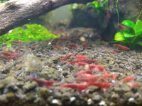 Crevette Neocaridina Bloody Mary