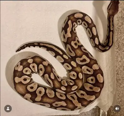 Male Ball Python - Proven Breeder, View more