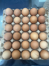 Fresh organic eggs