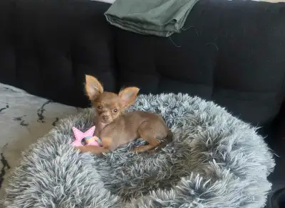 Sweet and Adorable  Chihuahua Looking for a Loving Home, View more