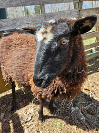 Shetland Dorset lambs