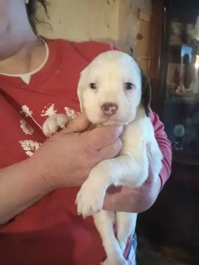 puppies for sale , View more