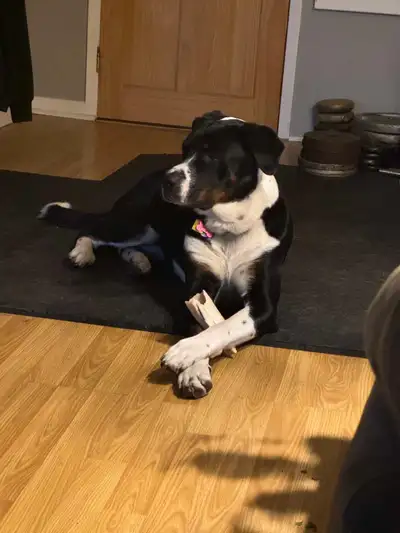 One year old pup (Lucy), View more