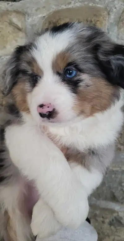 berger australien  miniature, View more