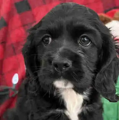 chiots épagneul Cocker Américain, View more