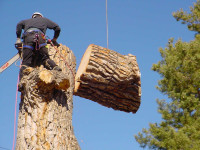 ABOVE ALL TREE SERVICES - CERTIFIED ARBORISTS - (204) 899-7599