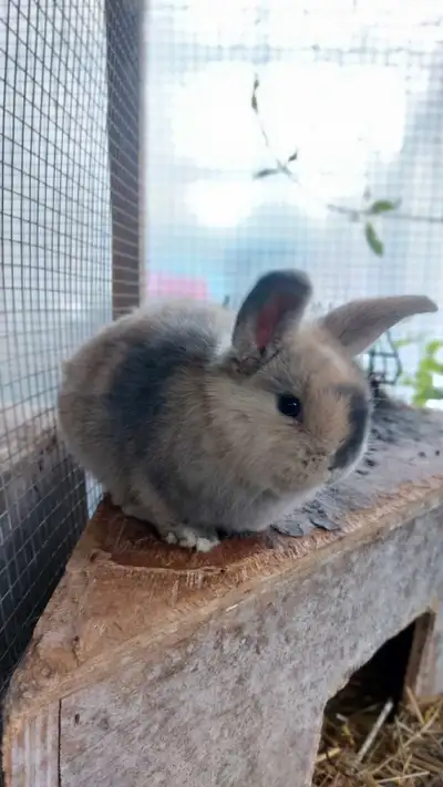 holland lops rabbits, View more