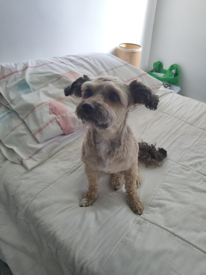 Senior seeking room 4 rent in Kitchener/ Waterloo Room Rentals