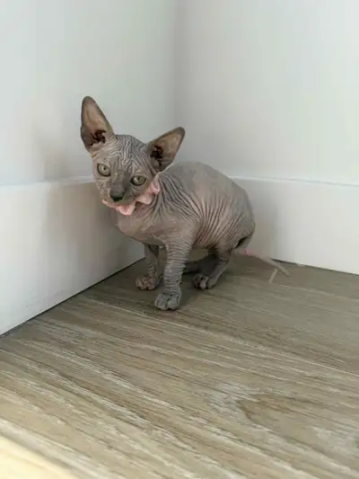 Magnifique chaton sphynx, View more