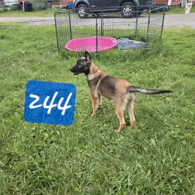 Beautiful Belgium Malinois   Puppies  Magnifiques Malinois, View more