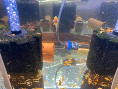 Bristlenose pleco fry for sale.  Exactly like the photo., View more