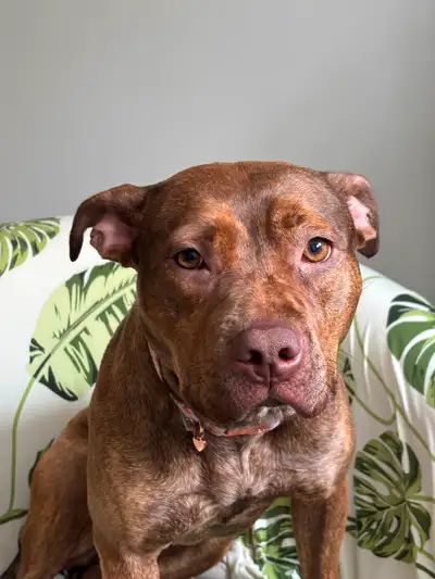 Rehoming puppy. Rehoming fe, View more
