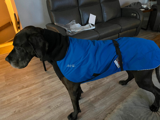 X large dog winter coat in Accessories in Gatineau