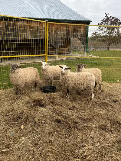 ewe lambs for sale , View more