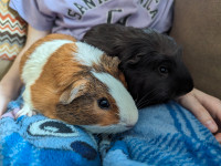 Male Guinea pigs for rehoming.