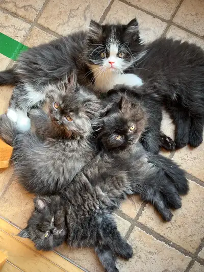 Mignons petits chatons persans, View more