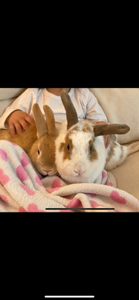 2 rabbits for rehoming FREE/GRATUIT  to the right home.