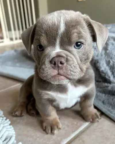 English Bulldog Mix, View more