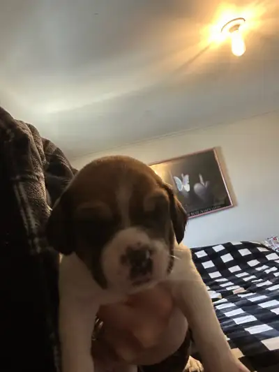 bulldog/ beagle pups, View more