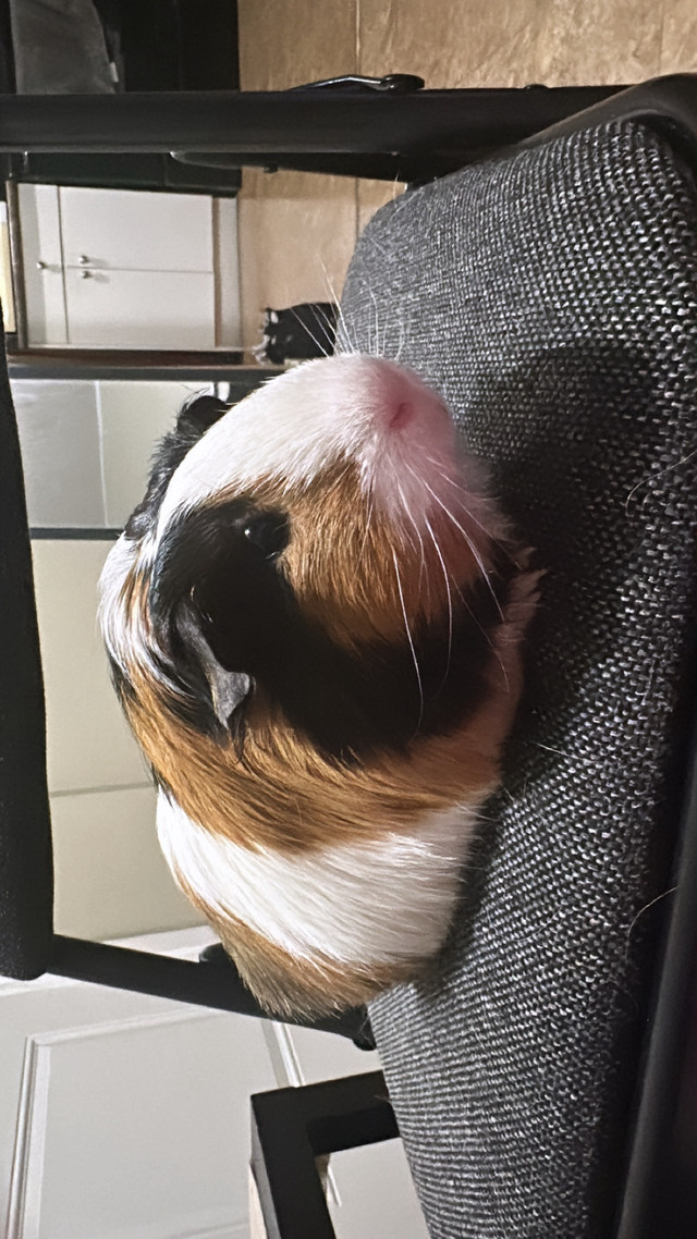 Looking for a friendly home for my guniea pig in Animal & Pet Services in Delta/Surrey/Langley - Image 2