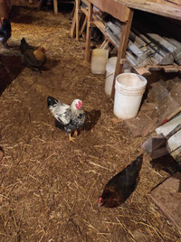 Free Silver Laced Wyandotte Rooster