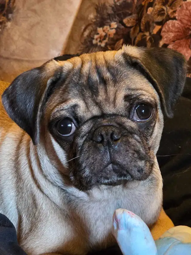 Quality Home Raised Pug Puppies in Dogs & Puppies for Rehoming in City of Toronto - Image 2