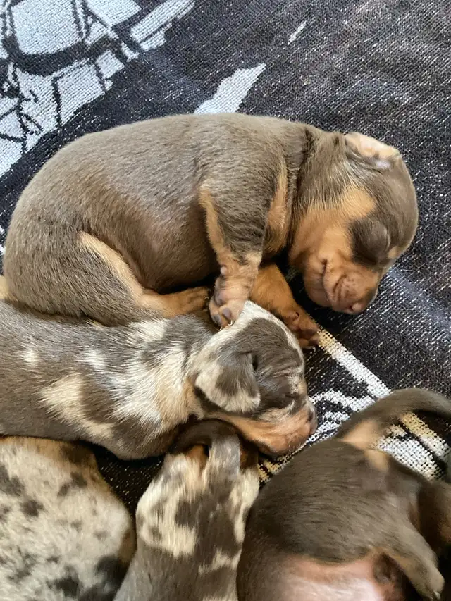 Miniature  Dachshund Puppies - one male chocolate pup available in Dogs & Puppies for Rehoming in Cambridge - Image 8