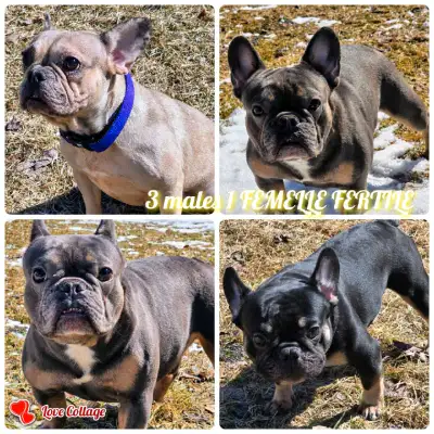 BONJOUR A VOUS BOULEDOGUE DE GRANDE QUALITER FERTILE MALES ET FEMELLE ...... ONT PEUX CE DÉPLACER DA...