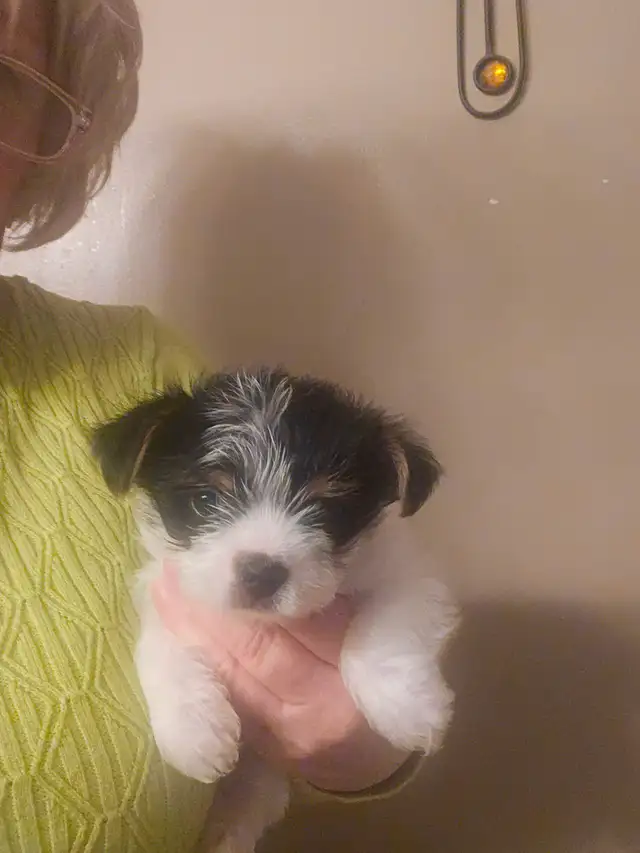 MALE YORKIE PUPPY in Dogs & Puppies for Rehoming in Belleville - Image 6