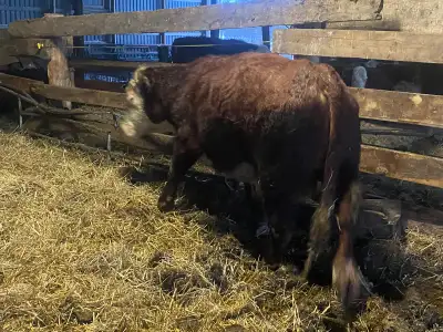 Hereford bull, View more