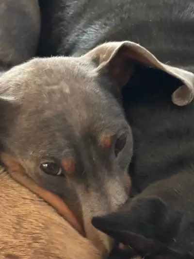 Mini Dachshund, View more