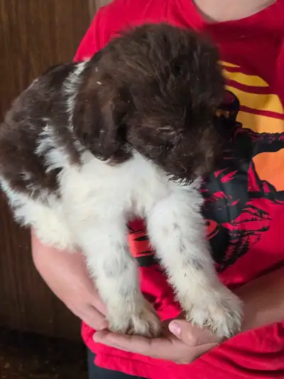 These healthy friendly pups are available now to rehome They are very colorful white with brown or b...