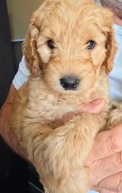 Our beautiful Double Doodle puppies are growing fast and getting cuter by the day! Born at the end o...