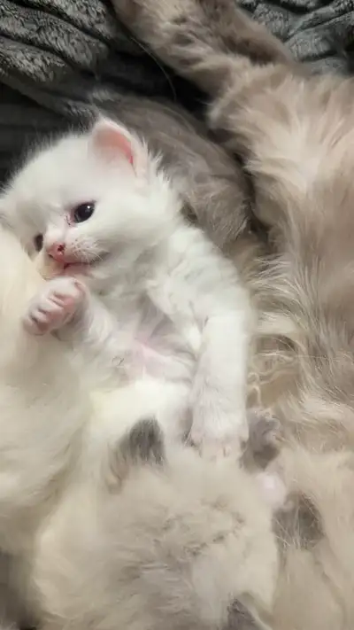 4 ragdoll blue eyes kitten born june 16, View more