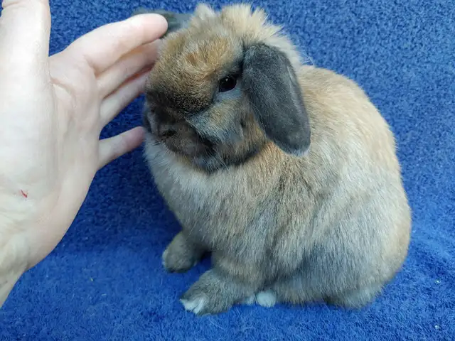 Bébés lapins nains béliers hollandais * baby Holland lop bunnies in Small Animals for Rehoming in City of Montréal - Image 5