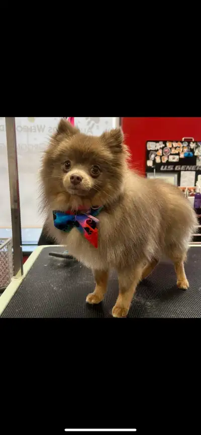 Pomeranian Puppies Coming Soon! Mom Merle, dad lavender. Will be beautiful puppies. Prices $1000-$30...