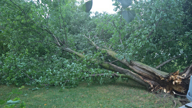 Linden / Basswood Firewood in Other in Kitchener / Waterloo - Image 4