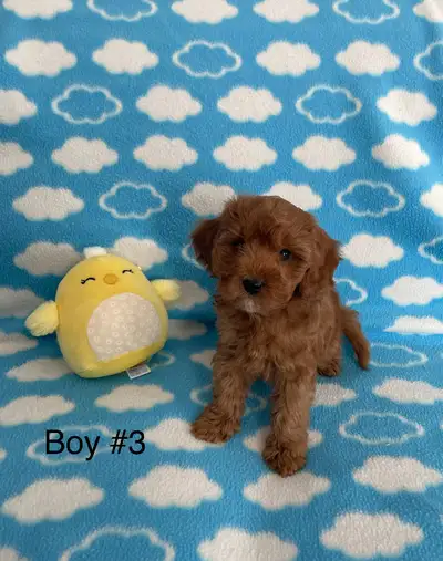 We have some adorable red F1B Cavapoo Puppies ready for their new homes. They are sweet and loving....