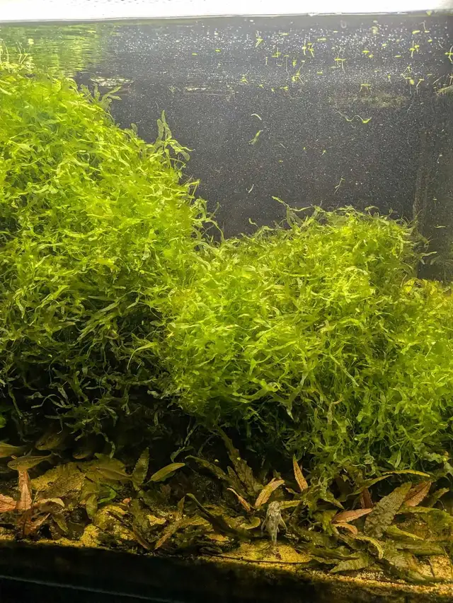 Aquarium Moss in Fish for Rehoming in Calgary - Image 4