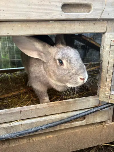Selling a breeding age Flemish Giant Doe asking what a paid for her $80 getting out of breeding rabb...
