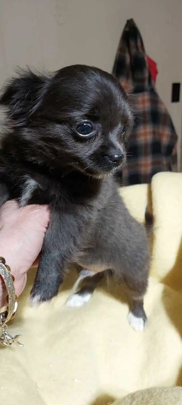 Chihuahua pups One Long haired and One short haired in Dogs & Puppies for Rehoming in Fredericton - Image 4
