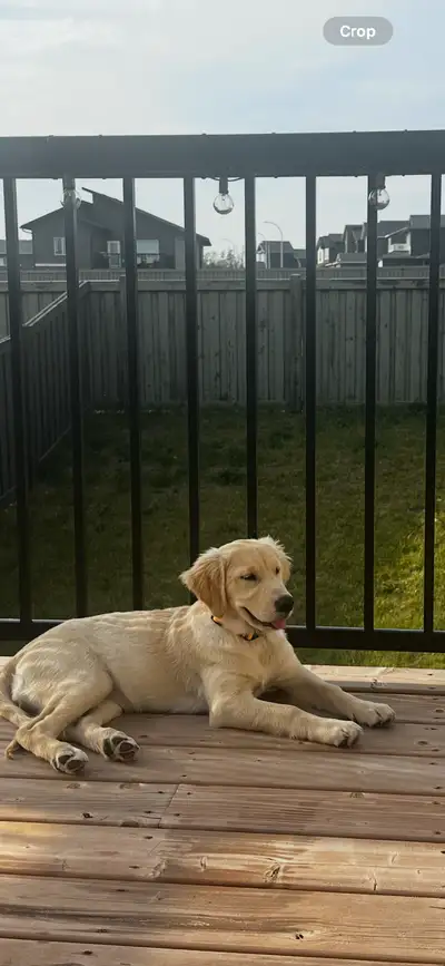 Golden Retriever, View more